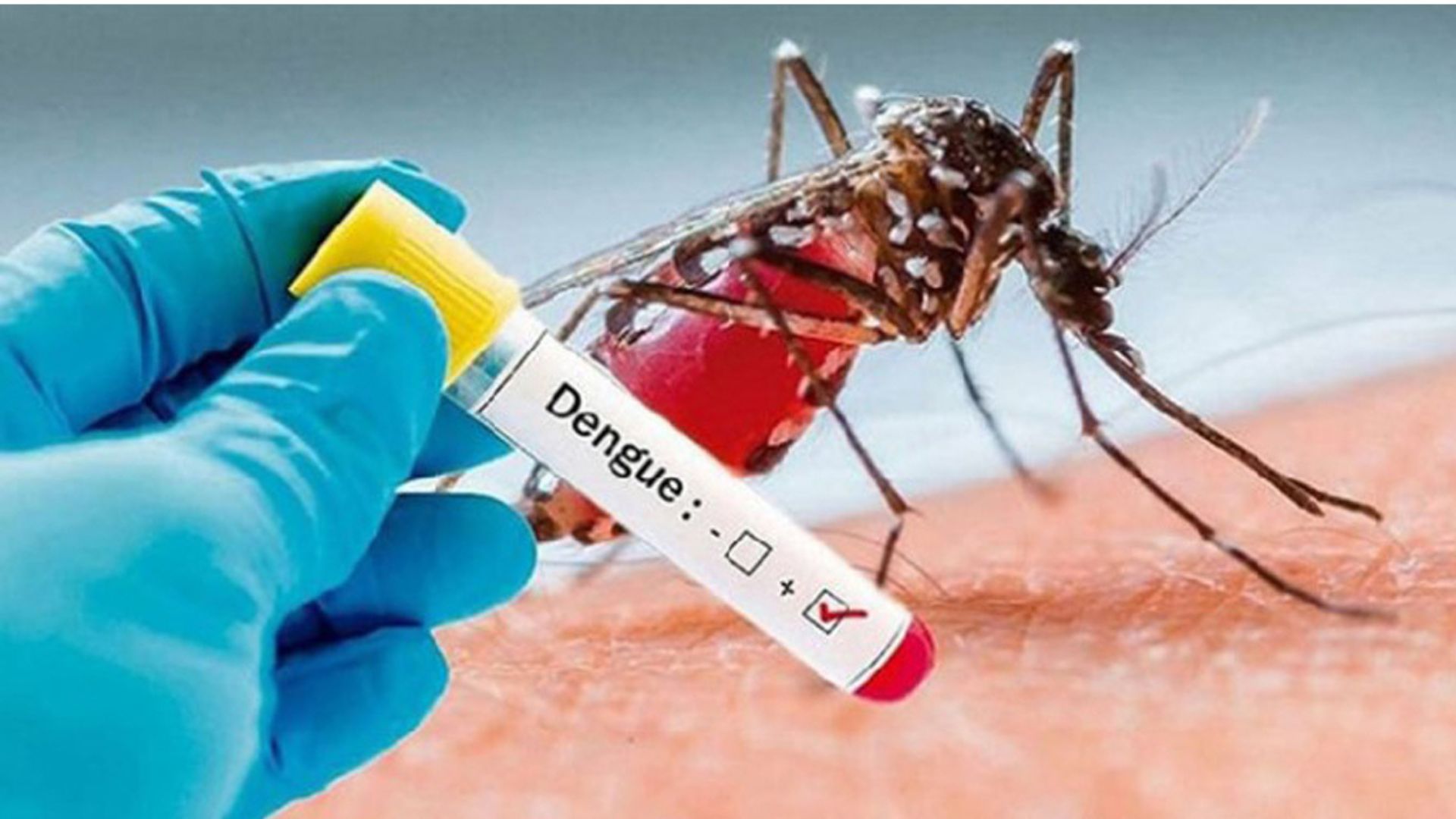 dengue positive